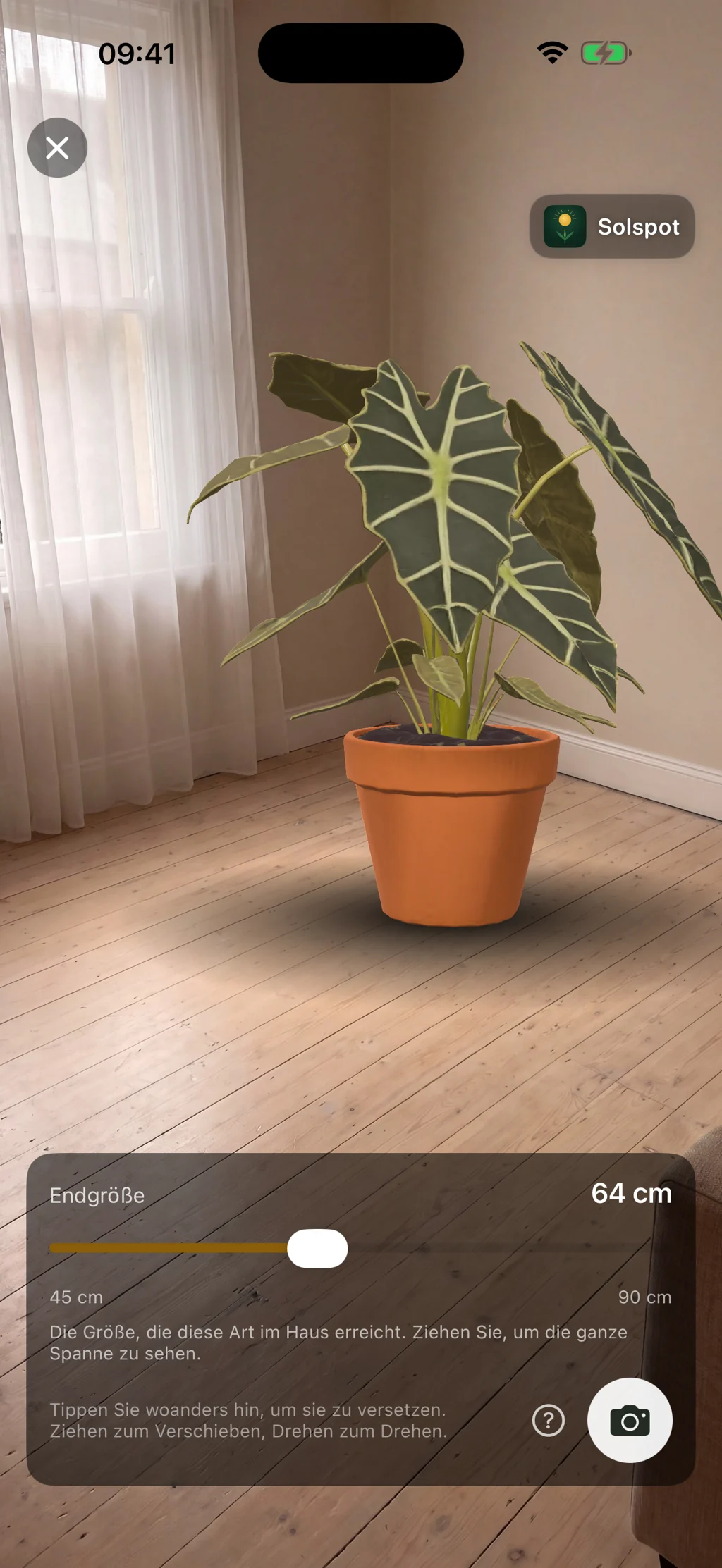 Eine Alocasia in 3D auf einem Holzboden in ihrer ausgewachsenen Größe, mit dem Regler über den angegebenen Bereich