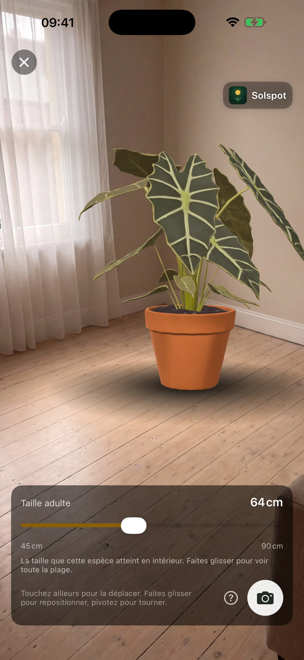 Un Alocasia en 3D posé sur un parquet à sa taille adulte, avec le curseur qui couvre toute la fourchette publiée