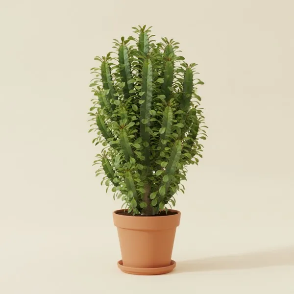 Dreikantige Wolfsmilch (Euphorbia trigona)