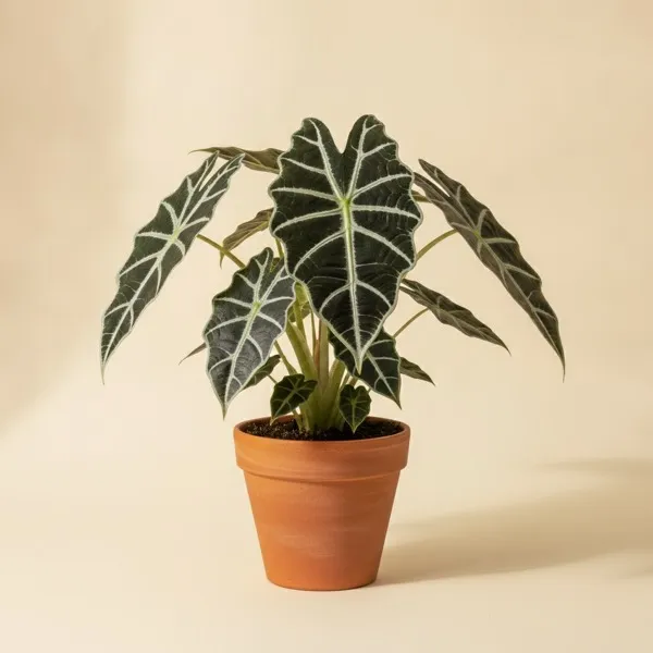 Pfeilblatt (Alocasia × amazonica)