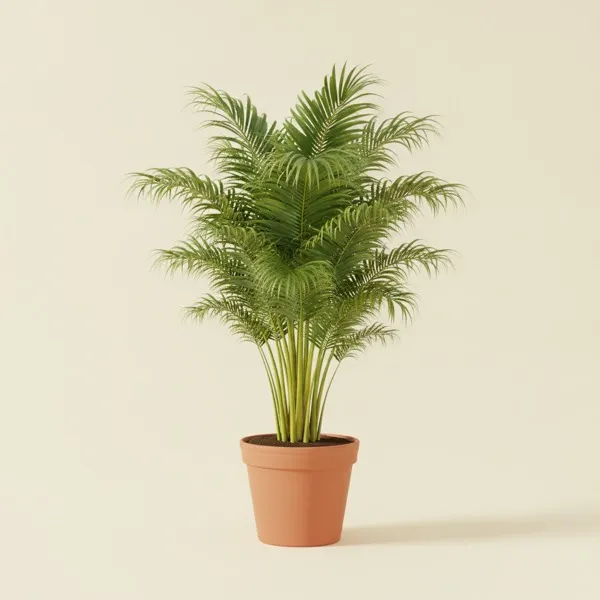 Goldfruchtpalme (Dypsis lutescens)