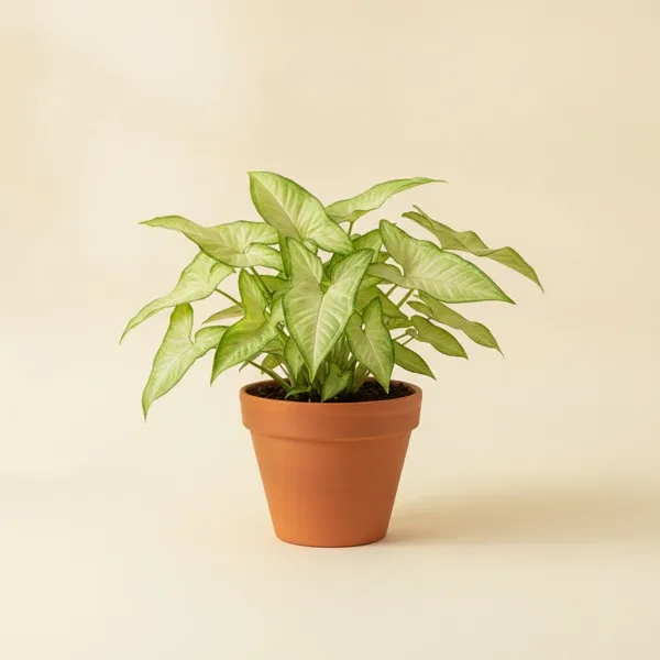 Purpurtute (Syngonium podophyllum)