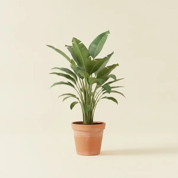 Paradiesvogelblume (Strelitzia reginae)