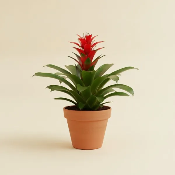 Guzmanie (Guzmania lingulata)