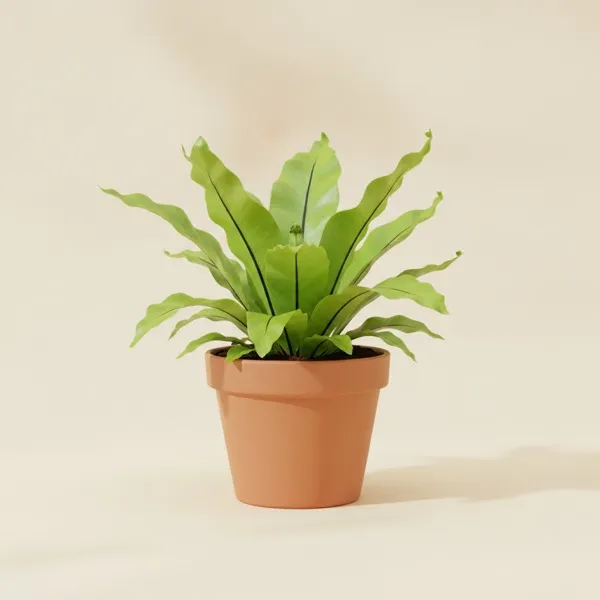 Nestfarn (Asplenium nidus)