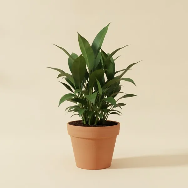 Schusterpalme (Aspidistra elatior)