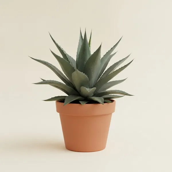 Amerikanische Agave (Agave americana)