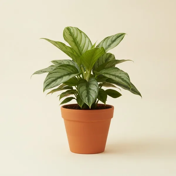 Kolbenfaden (Aglaonema commutatum)