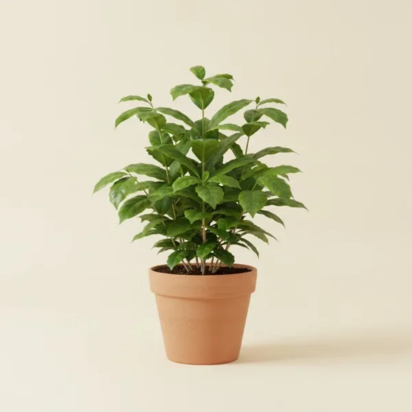 Kaffeestrauch (Coffea arabica)