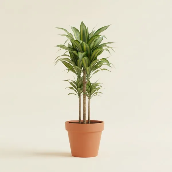 Duftender Drachenbaum (Dracaena fragrans)