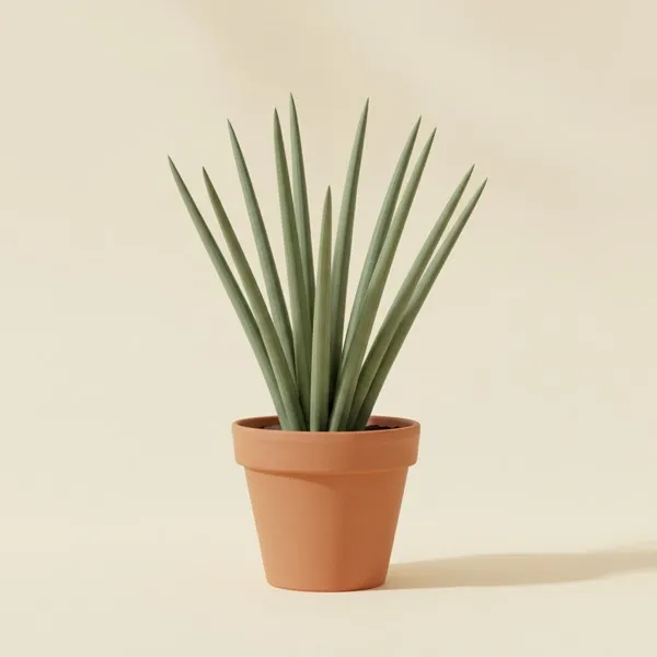 Speer-Bogenhanf (Dracaena angolensis)