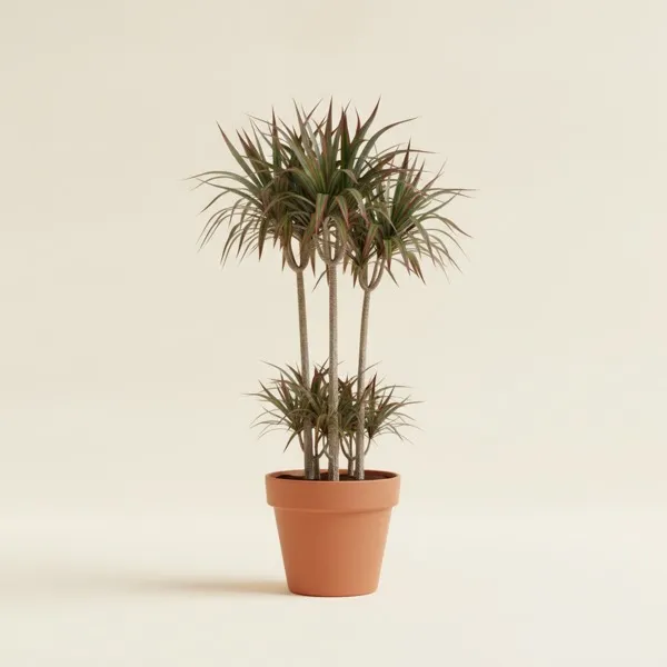 Gerandeter Drachenbaum (Dracaena marginata)