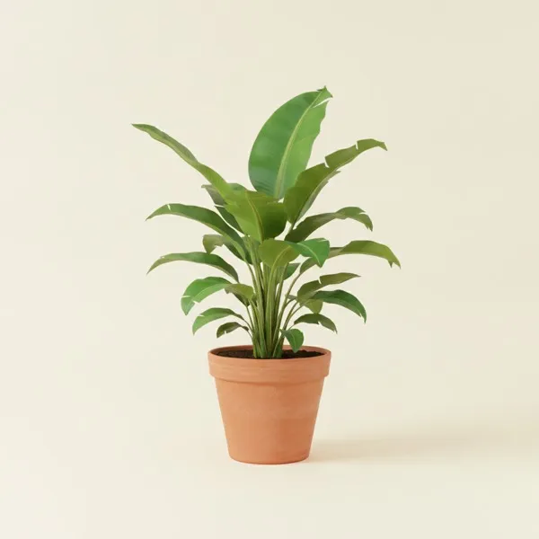 Zwergbanane (Musa acuminata)