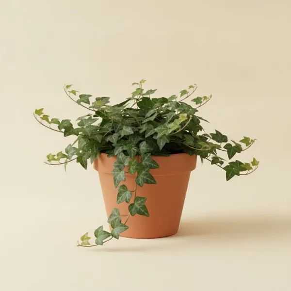 Efeu (Hedera helix)