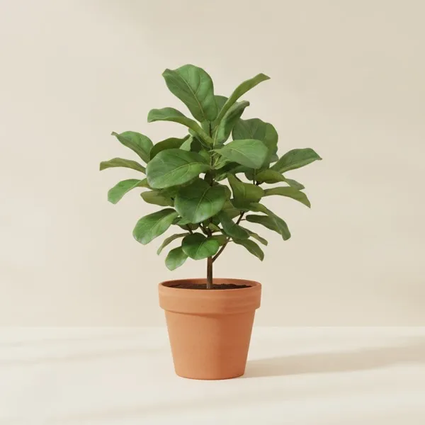 Geigenfeige (Ficus lyrata)