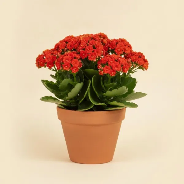 Flammendes Käthchen (Kalanchoe blossfeldiana)