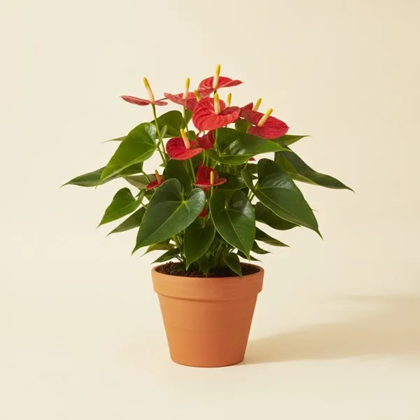 Flamingoblume (Anthurium andraeanum)