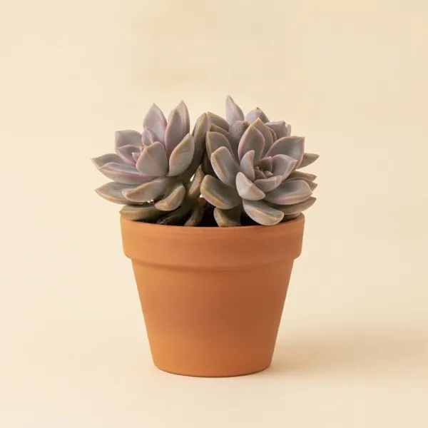 Geisterpflanze (Graptopetalum paraguayense)