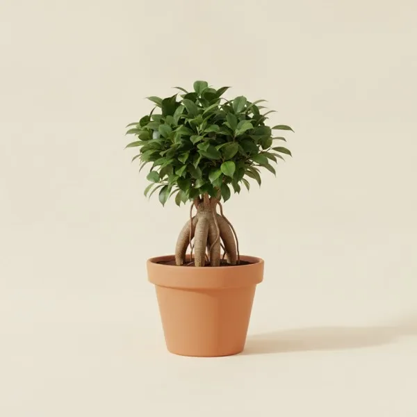 Chinesische Feige (Ficus microcarpa)