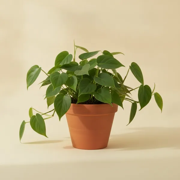 Kletterphilodendron (Philodendron hederaceum)
