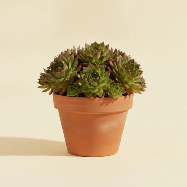 Dach-Hauswurz (Sempervivum tectorum)
