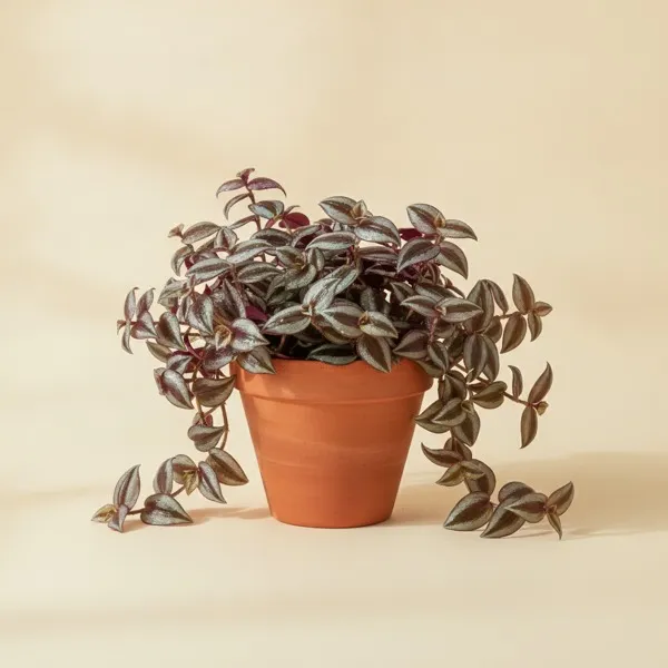 Zebrampel (Tradescantia zebrina)