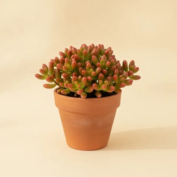Jelly-Bean-Sedum (Sedum rubrotinctum)