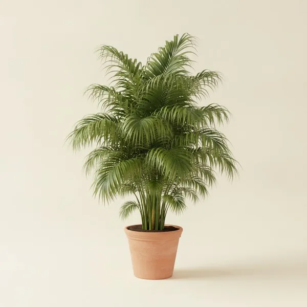Kentia-Palme (Howea forsteriana)
