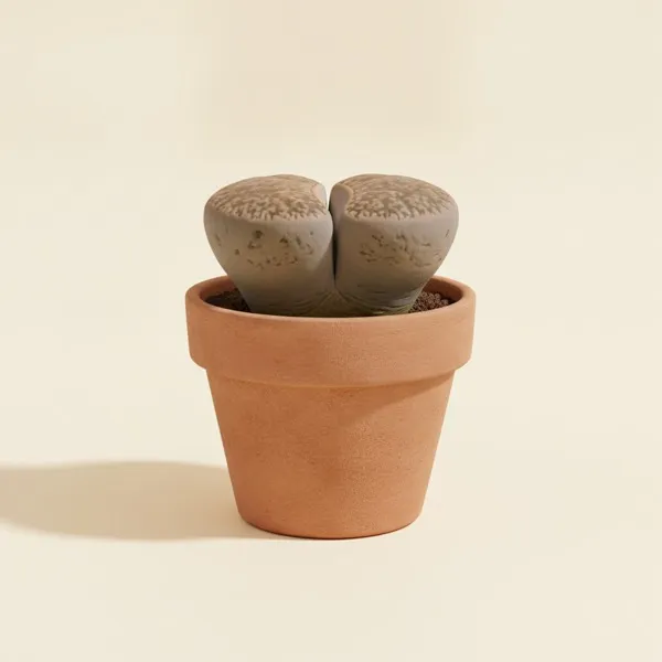 Lebende Steine (Lithops pseudotruncatella)
