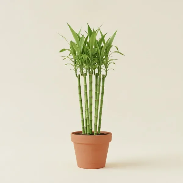 Glücksbambus (Dracaena sanderiana)
