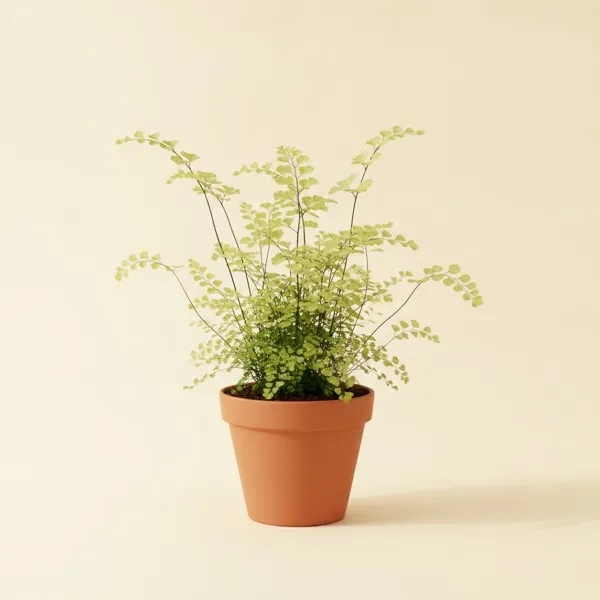 Frauenhaarfarn (Adiantum raddianum)