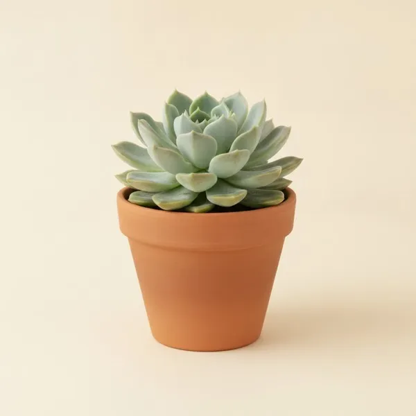 Echeverie (Echeveria elegans)