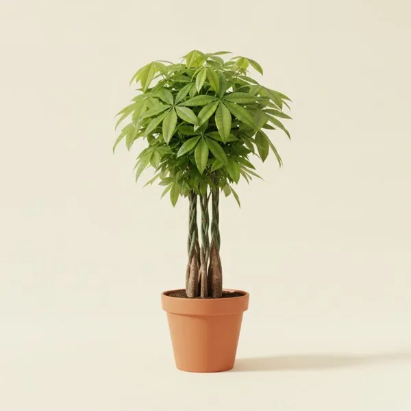 Glückskastanie (Pachira aquatica)