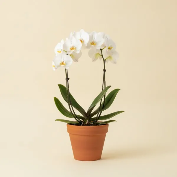 Schmetterlingsorchidee (Phalaenopsis amabilis)