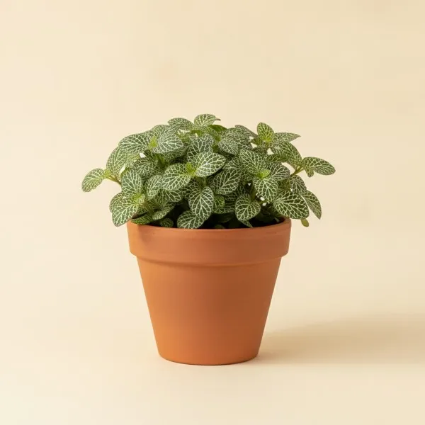 Silbernetzblatt (Fittonia albivenis)