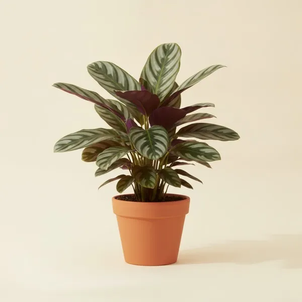 Ctenanthe (Ctenanthe oppenheimiana)
