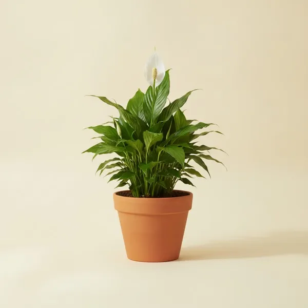 Einblatt (Spathiphyllum wallisii)