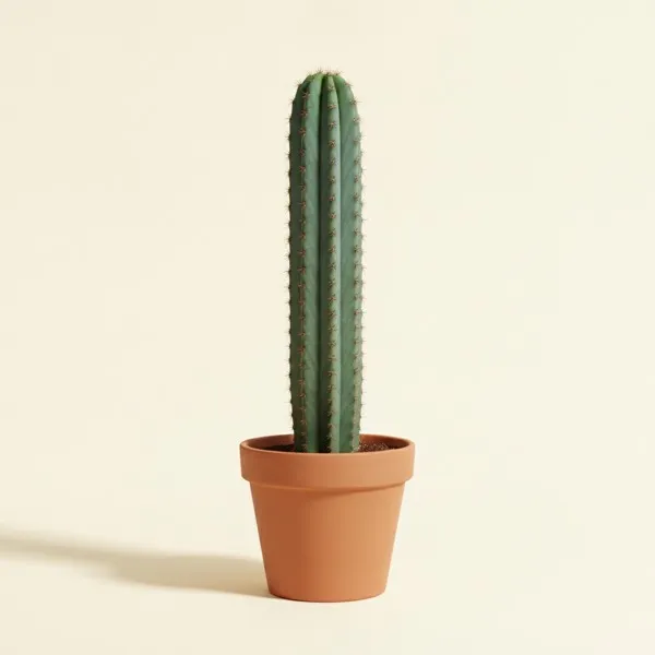 Peruanischer Apfelkaktus (Cereus repandus)