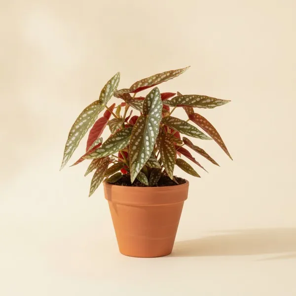 Forellenbegonie (Begonia maculata)