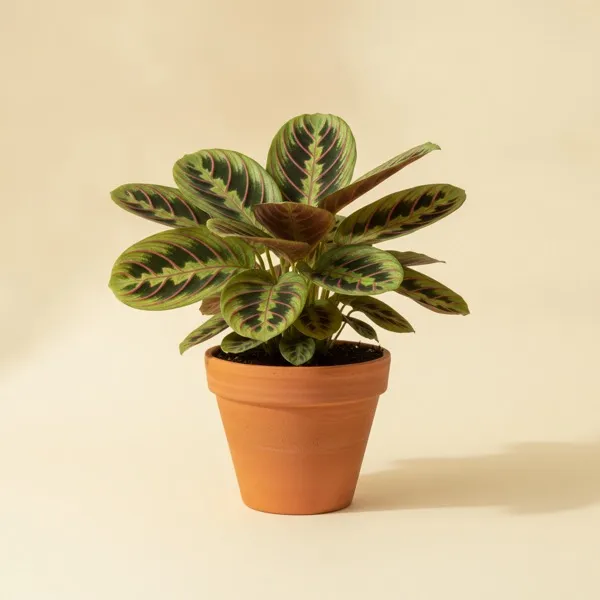 Marante (Maranta leuconeura)