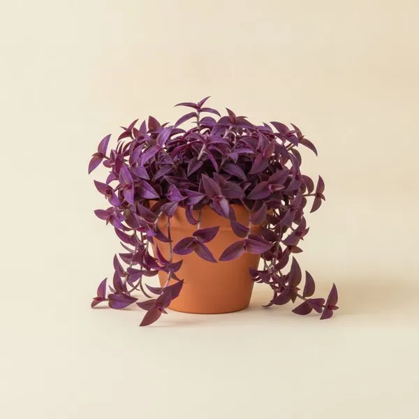 Purpurherz (Tradescantia pallida)
