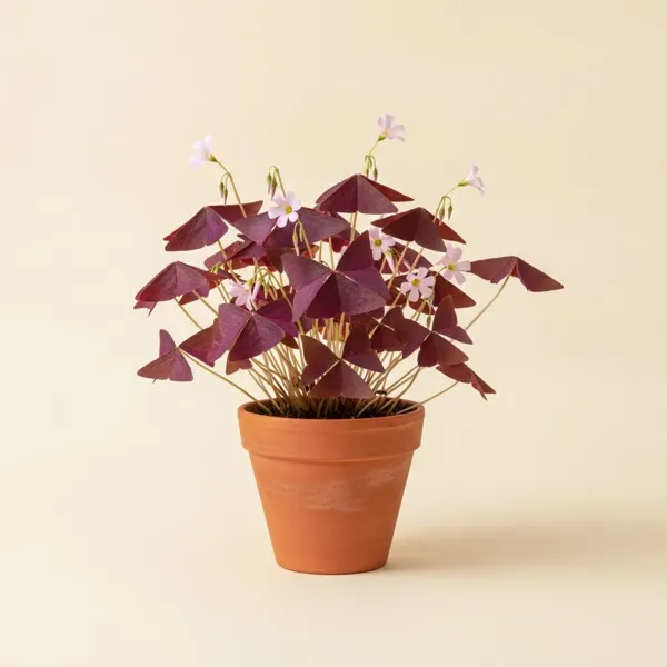 Dreieckiger Glücksklee (Oxalis triangularis)