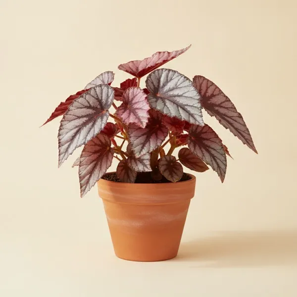 Blattbegonie (Begonia rex)
