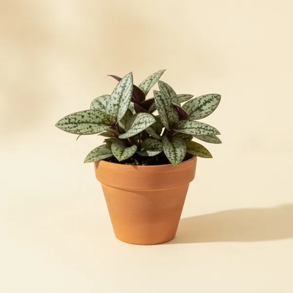 Leopardenblatt (Ledebouria socialis)