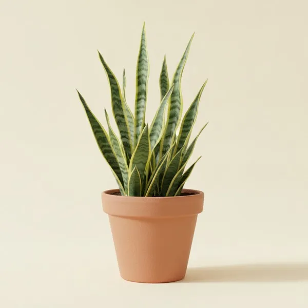 Bogenhanf (Dracaena trifasciata)