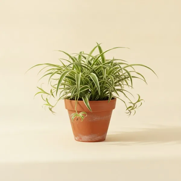 Grünlilie (Chlorophytum comosum)