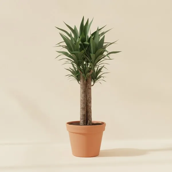 Riesenpalmlilie (Yucca gigantea)