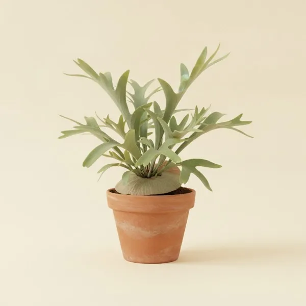 Geweihfarn (Platycerium bifurcatum)