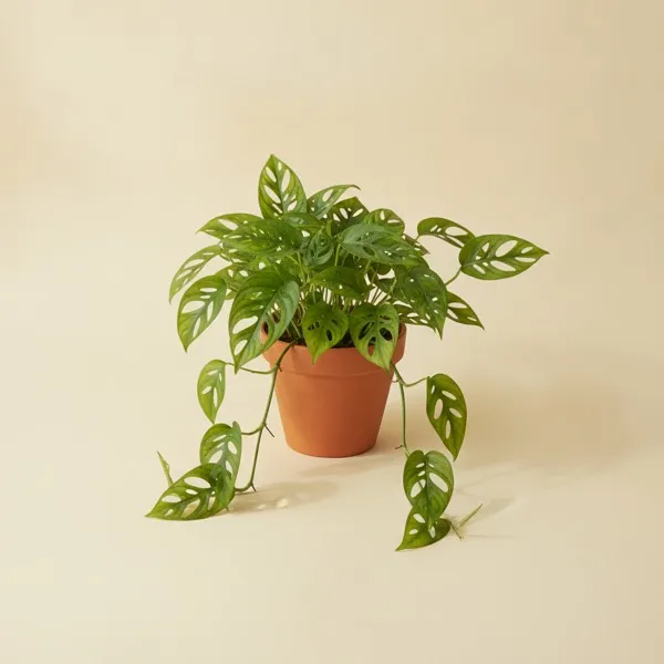 Fensterblatt Adansonii (Monstera adansonii)