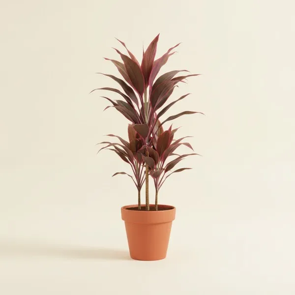 Keulenlilie (Cordyline fruticosa)